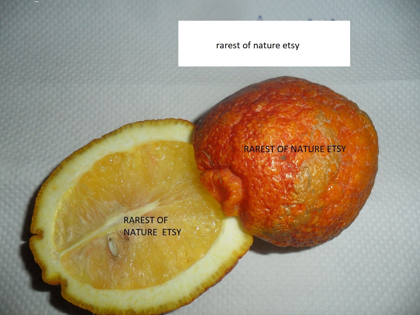 Citrus Limon Rosso ,red Lemon > 5 Fresh Seeds for Planting , Own