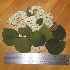 May include: A collection of dried white hydrangea flowers and green leaves on a wooden surface. A metal ruler, marked in inches, is placed below the arrangement. The ruler measures up to 30 cm.