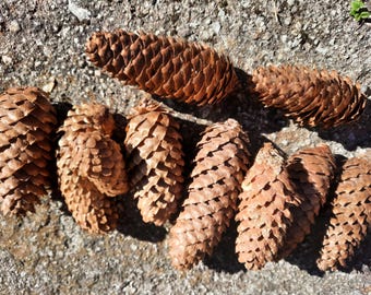 Piñas de abeto noruego (juego de 10), decoración navideña y para coronas.