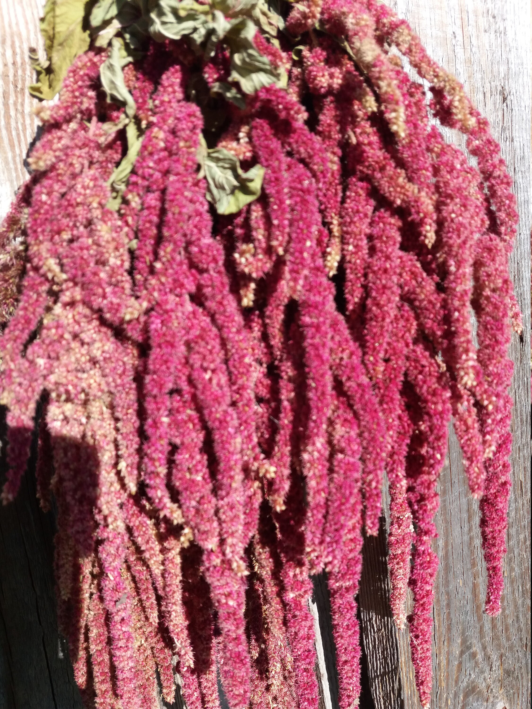 Amaranthus bunch Love lies bleeding amaranth hanging dried Etsy