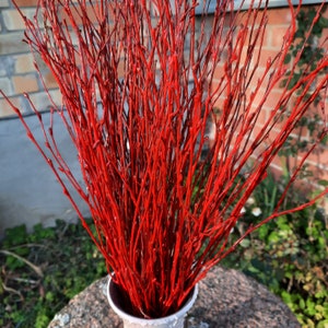 Könnte beinhalten: Ein Bund roter Zweiglein in einer weißen Vase. Die Zweige sind dünn und haben ein natürliches, rustikales Aussehen.
