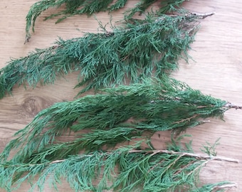 Green Cedar branches 10 cedar twigs 16" 43 cm long cedar for craft incense health cleaning cedar leaves flat cedar decoration leaves dried