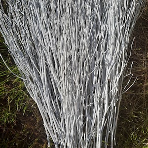 Può includere: Un mazzo di ramoscelli dipinti di bianco, perfetti per l'artigianato o la decorazione. I ramoscelli sono sottili e flessibili, e hanno un aspetto naturale e rustico.