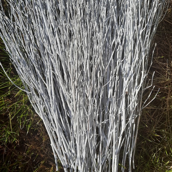 50/100 White Painted Birch Branches White Birch Twigs Birch Etsy