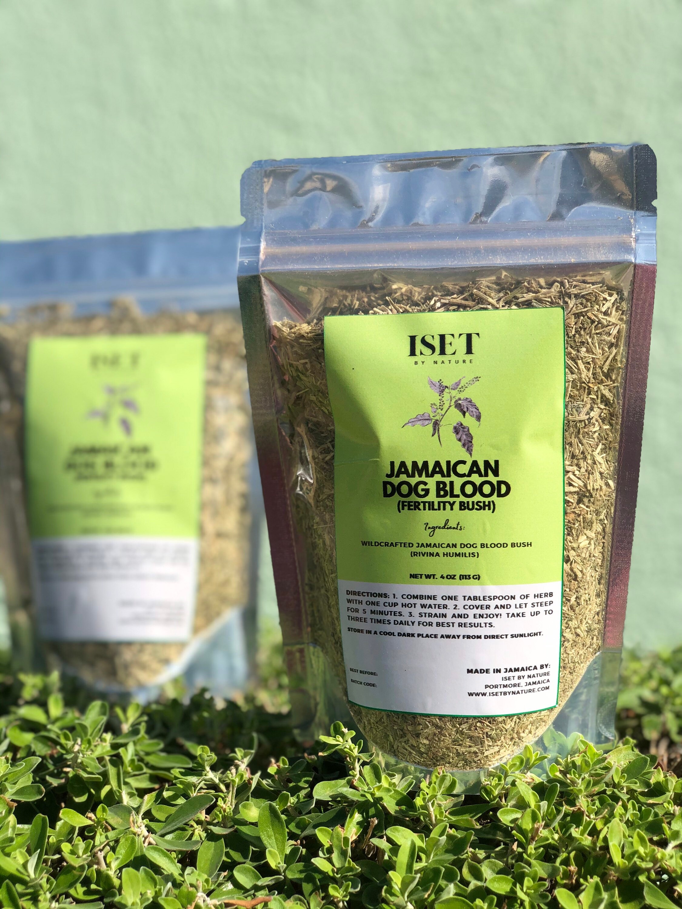 Jamaican Dog Blood Herb Fertility Bush Etsy