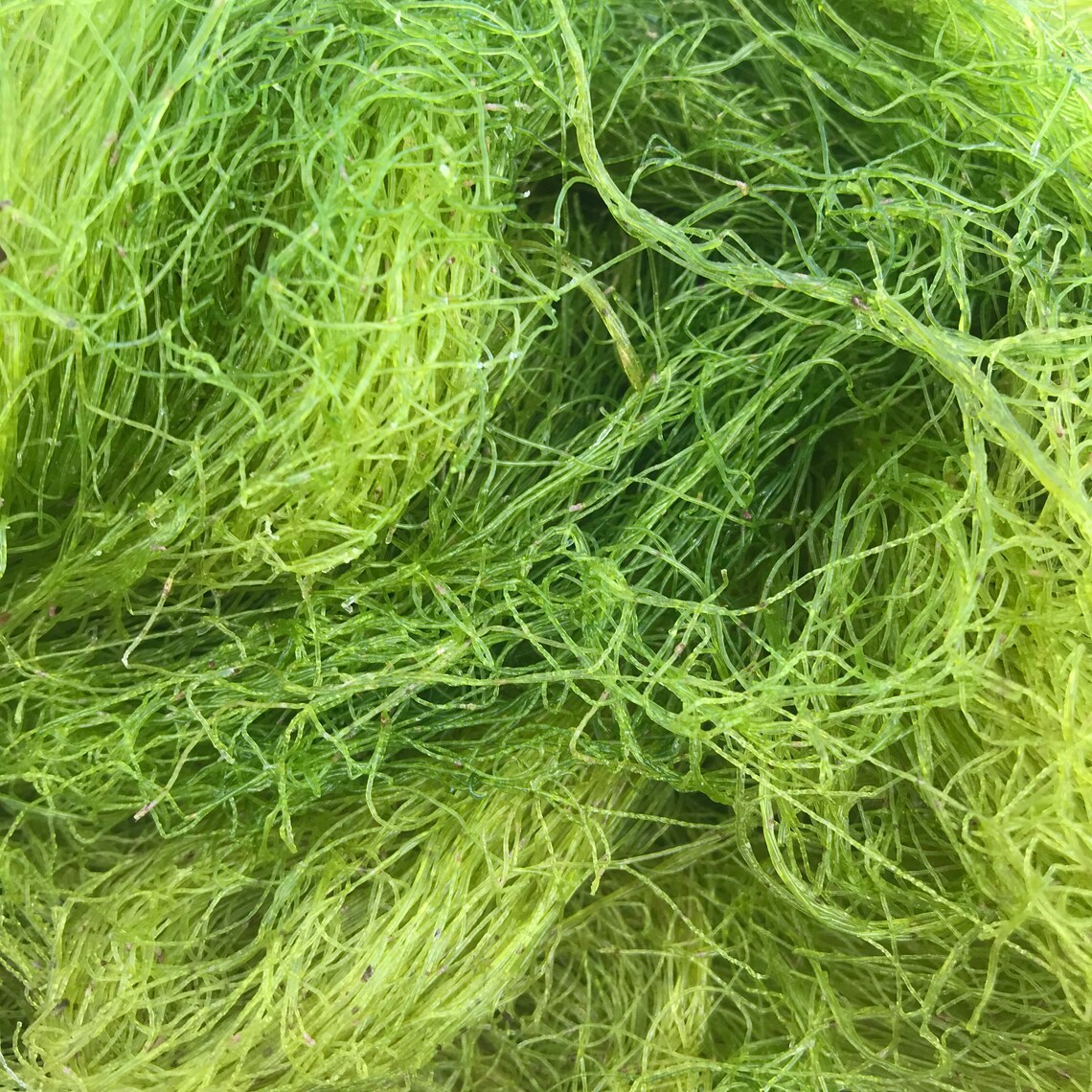 Jamaican Spirulina Ocean Wildcrafted Etsy