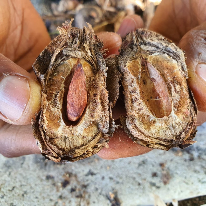 Jamaican Tropical Sea Almond Nut raw Wildcrafted Superfood Etsy