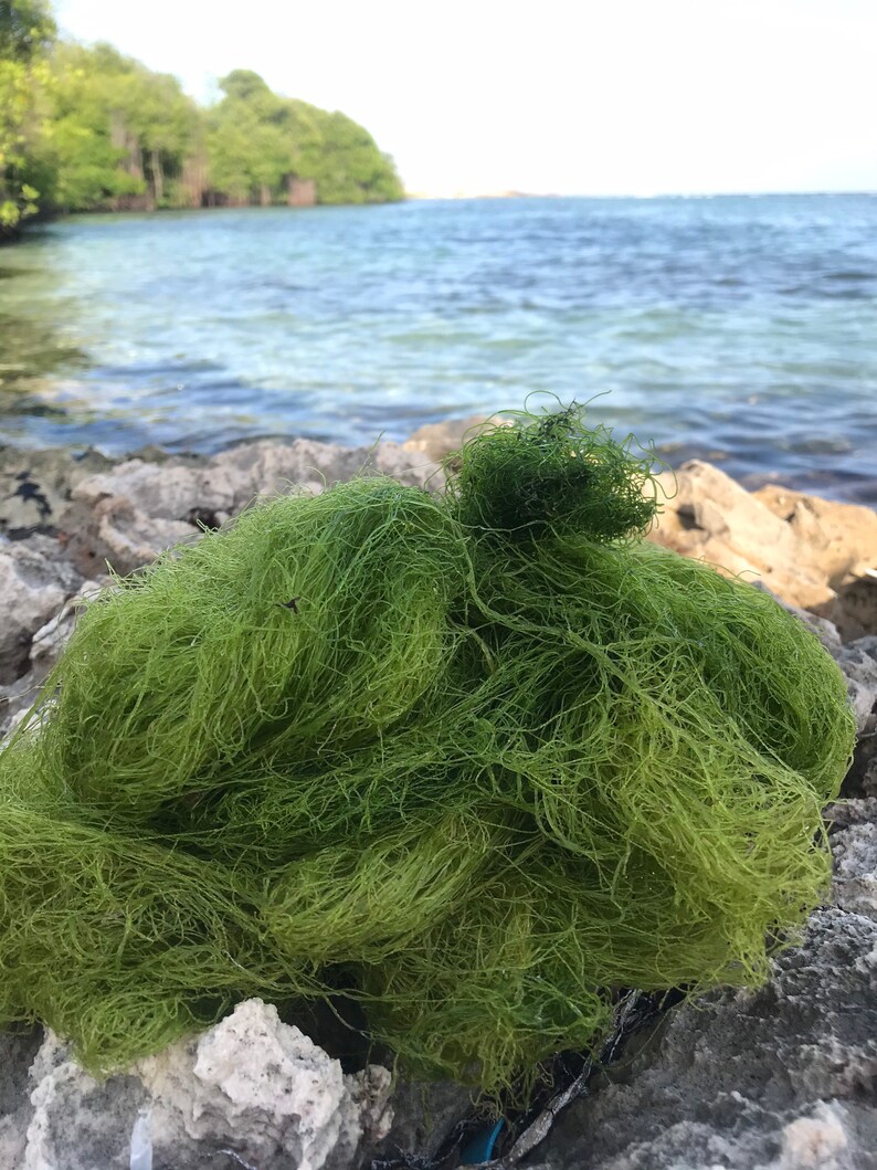 Jamaican Spirulina Ocean Wildcrafted Etsy