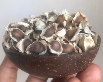 Jamaican Moringa Oleifera Seeds (Raw, Organic)