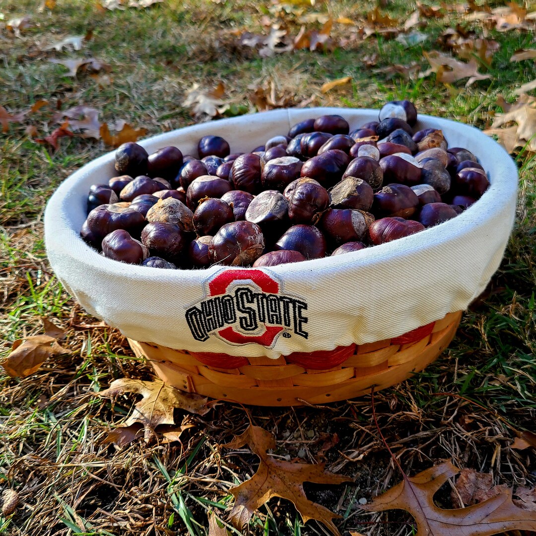 10 Ohio Buckeyes 2023 Harvested Buckeye Nuts Buckeyes for Etsy