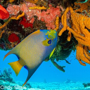 Könnte beinhalten: Ein leuchtend blauer und gelber Kaiserfisch schwimmt in der Nähe eines Korallenriffs. Das Riff ist mit leuchtend orangefarbenen, gelben und roten Schwämmen bedeckt.