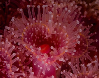 Heart of the Sea NoteCard, Underwater Photography