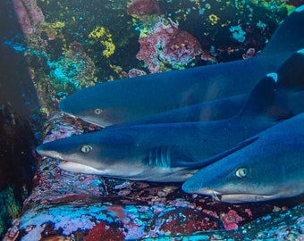 White Tip reef sharks