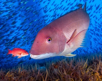 California Sheephead NoteCard, Underwater Photography