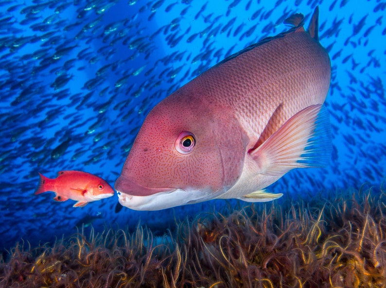 California Sheephead NoteCard, Underwater Photography image 1