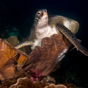 SeaTurtle NoteCard, Underwater Photography image 1