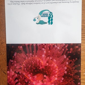 Heart of the Sea NoteCard, Underwater Photography image 3