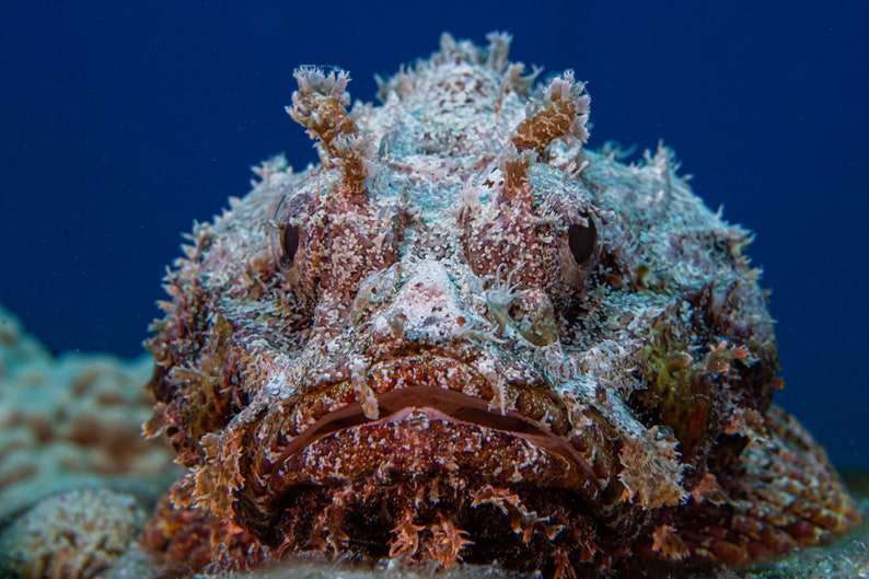 Scorpion Fish Face image 1