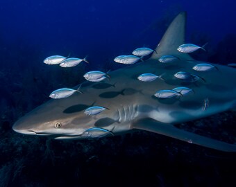 Reef Shark NoteCard, Underwater Photography
