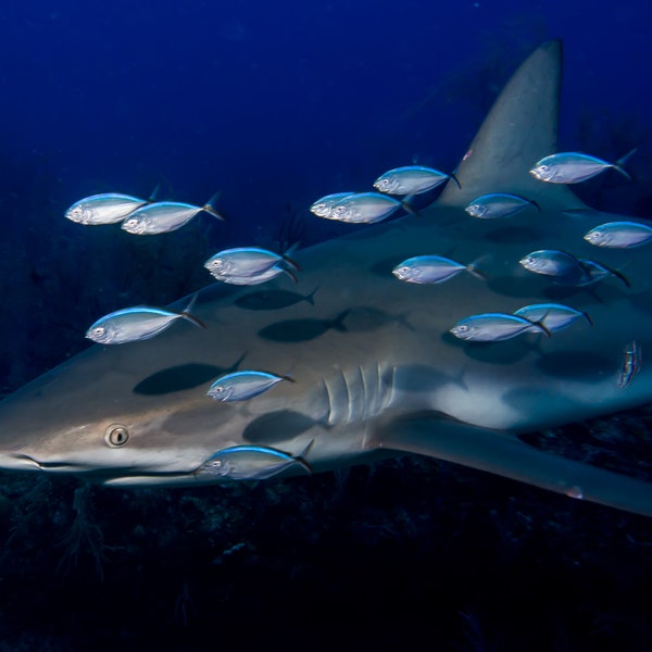 Reef Shark NoteCard, Underwater Photography