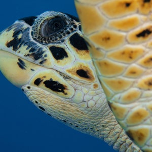 Hawksbill Schildkröte