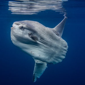 Mola Mola