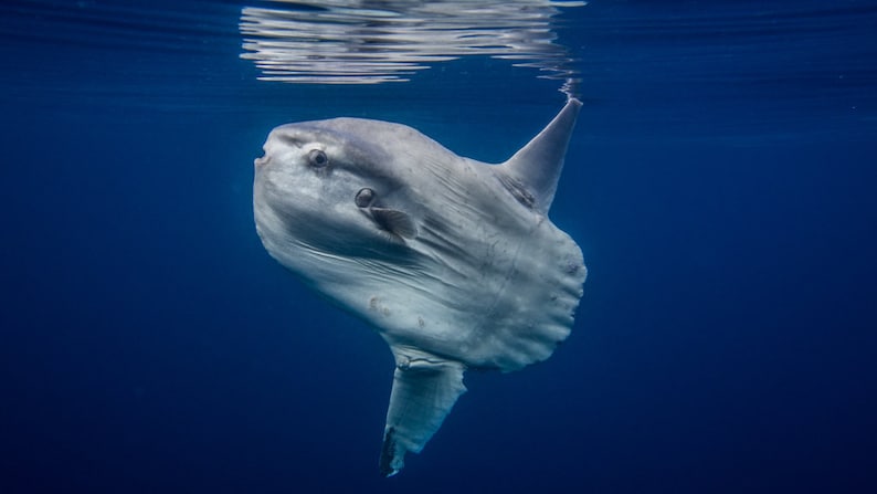 Mola Mola image 1