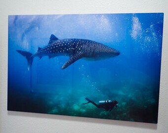 16x24 Metal prints Underwater photos, ready to hang