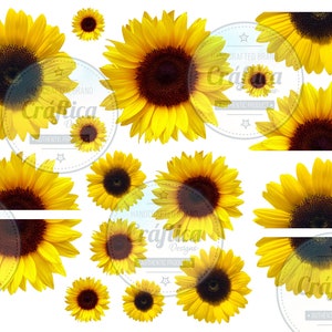 Free Free 230 Transparent Background Realistic Sunflower Svg SVG PNG EPS DXF File