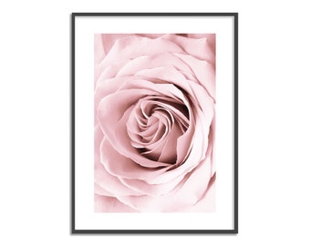 Pink Rose Photo Print