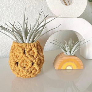Pineappley Ever After Air Plant Holder