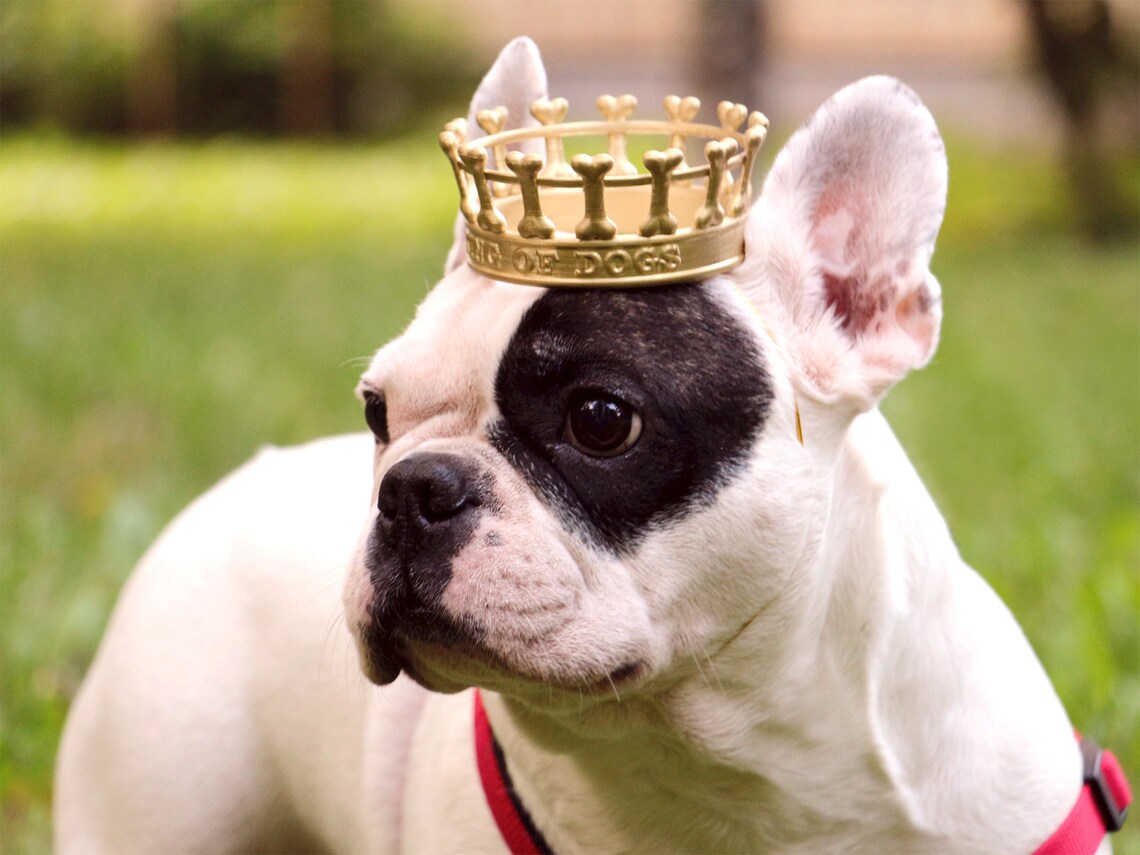 Queen of Dogs Crown Dogs Crown Gold Dogs Crown Silver Etsy