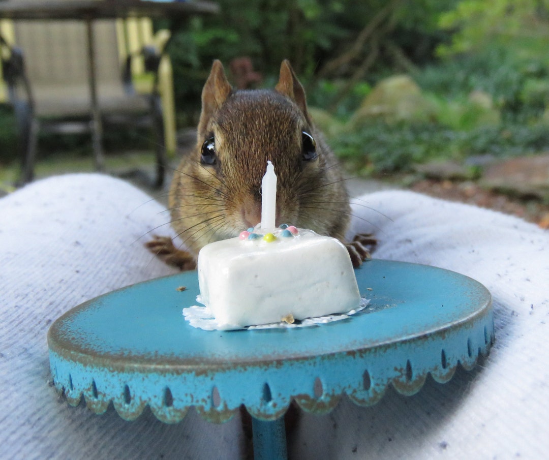 Chipmunk Birthday Card - Etsy