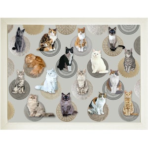 May include: A collection of 15 cats of various breeds and colors sitting on circular, woven mats with a gray background. The cats are all looking at the camera.