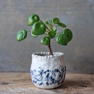 Op de afbeelding: Een kleine groene plant met ronde bladeren in een witte keramische pot met een blauw bloemmotief. De pot heeft een getextureerd oppervlak en een kralenrand. De plant staat op een houten oppervlak.