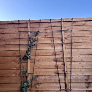 May include: A wooden fence with two metal trellises attached to it. A green vine is growing up one of the trellises.