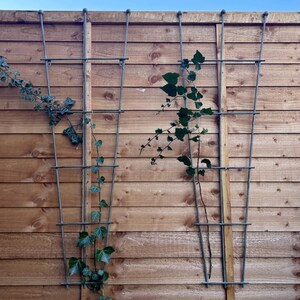 May include: Two metal trellises attached to a wooden fence with green ivy growing up them.