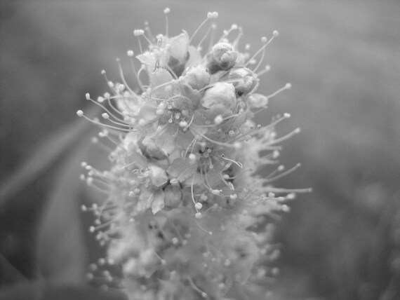 Black And White Photography Flower Photography Photography Etsy