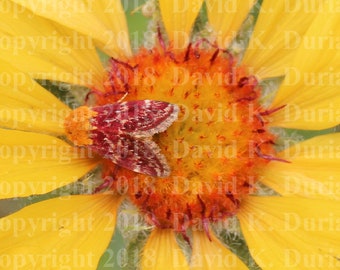 Nature Photography: "Camouflowered in Yellow, Orange, and Red", 8" x 8" Aluminum Composite Print