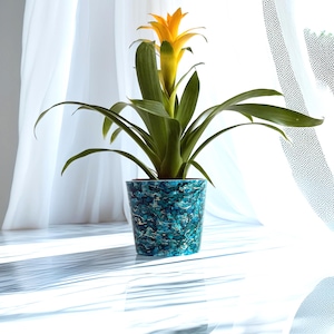 May include: A bromeliad plant in a teal and blue patterned ceramic pot. The plant has long green leaves and a bright yellow and orange flower. The background features white curtains and natural light.