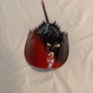 Horseshoe crab