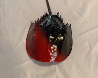 本物のカブトガニ - カブトガニの脱皮 - Etsy 日本