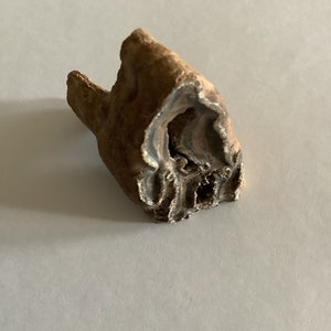 Fossil horse tooth