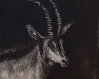 Sable Antelope