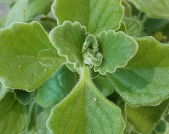 Camphor Vicks succulent plant/plectranthus tomentosa   4 cuttings 3"-6"