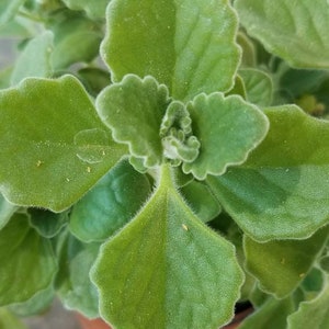 Camphor Vicks succulent plant/plectranthus tomentosa   4 cuttings 3"-6"