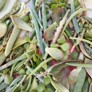 70+ Succulent Leaves for Propagation