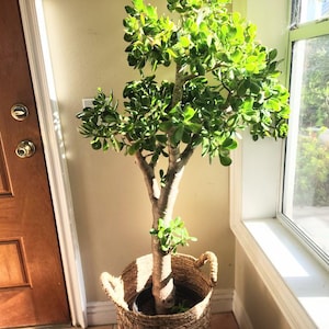 50 Year Old Jade Plant - Etsy