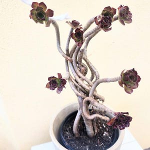 May include: A succulent plant with multiple long, winding, light brown woody stems growing from a single pot. Each stem terminates in a rosette of dark purple and green leaves. The plant is housed in a simple, light-colored cylindrical container.