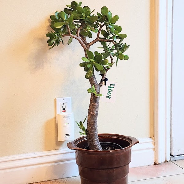 Jade Tree live 30" Crassula Ovata 'Friendship' Jade Plant Diy succulent houseplant  Fengu Shui